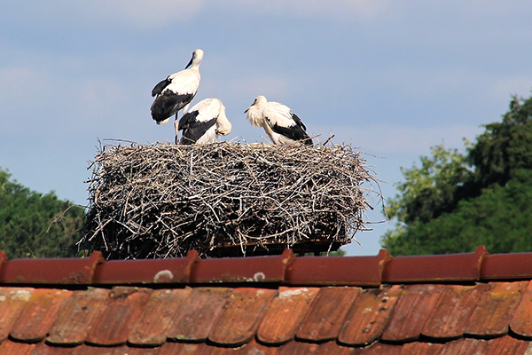 Störche auf dem BUND-Dach - Gerhard Thau